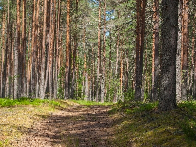 Forest tree natural environment landscape Photo