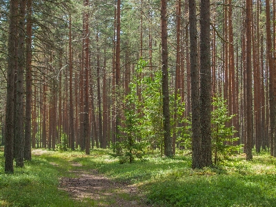 Dam tree forest spruce fir Photo