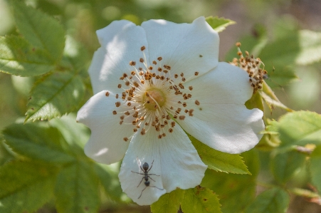 Foto Bunga tanaman berbunga
 daun mawar multiflora
