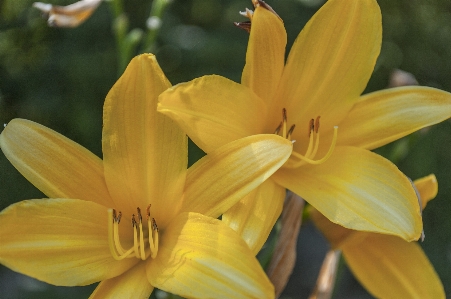 Foto Bunga daun kuning daylily
