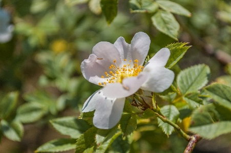 Flower flowering plant evergreen rose petal Photo