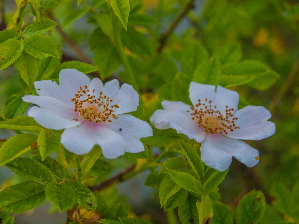 Flower flowering plant petal multiflora rose