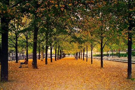 Tree leaf autumn yellow Photo