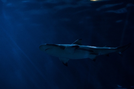 Foto Azul peixe embaixo da agua água