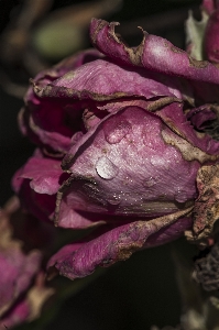 Rose red pink flower Photo