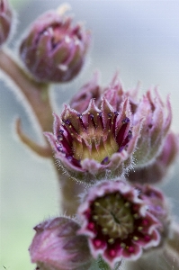 Flower pink lilac beautiful Photo