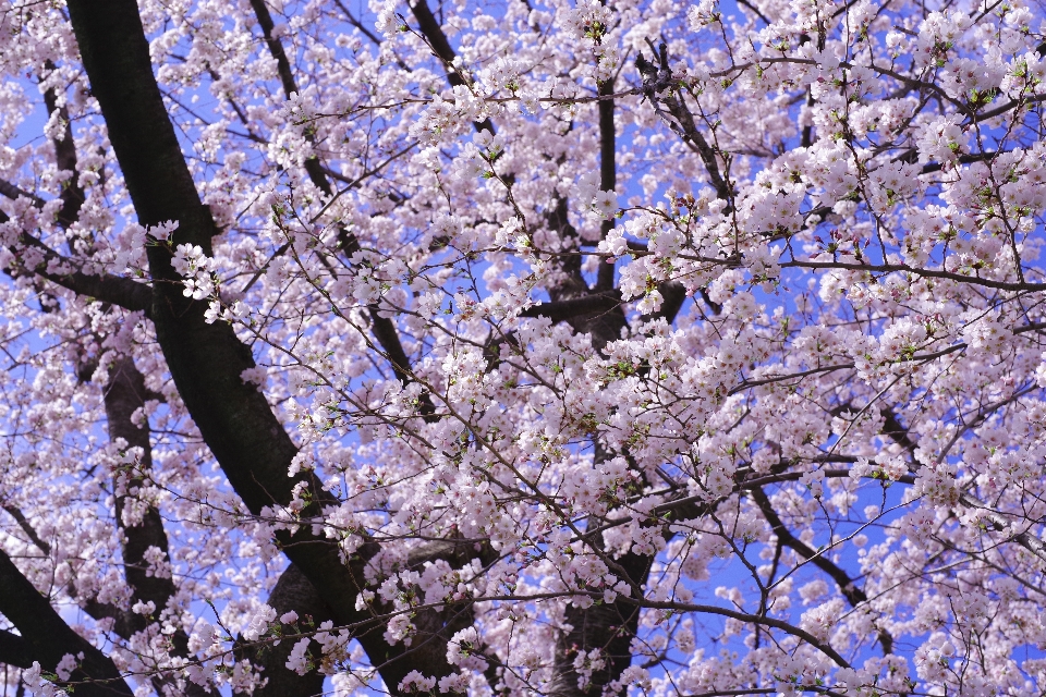 Fiore albero pianta ramo