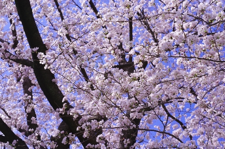 Blume baum blüte anlage Foto