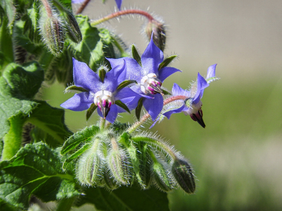 Flower flowering plant borage