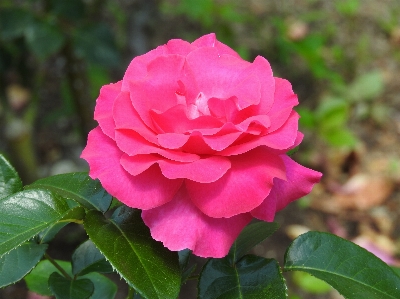 Flower flowering plant petal pink Photo