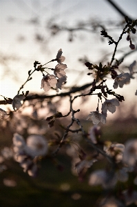 Flower branch twig leaf Photo