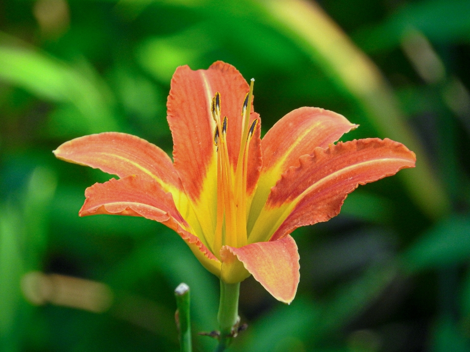 Bunga tanaman berbunga
 daylily
 daun