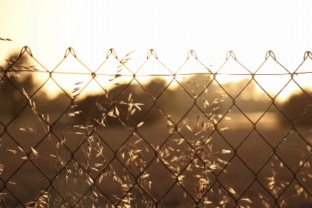 Fence sun nature champs Photo