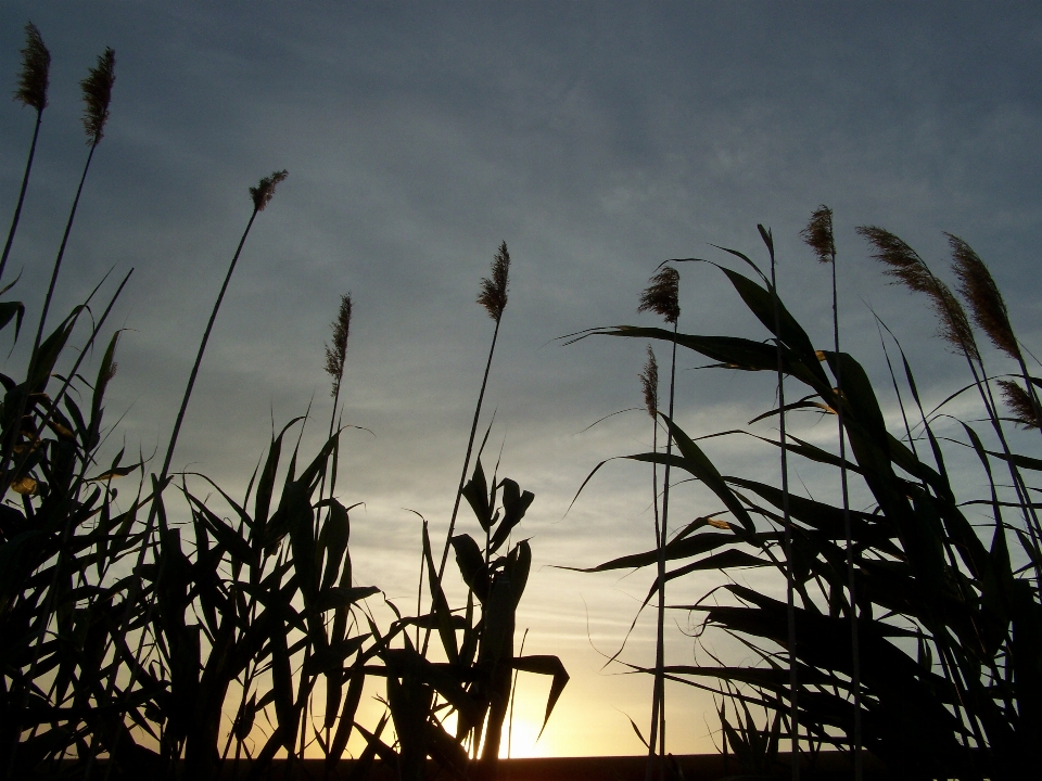 Punte natura tramonto sera