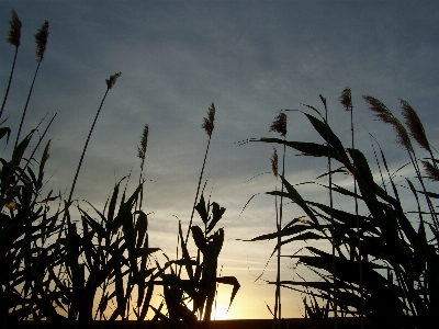 Photo Pointes nature coucher de soleil soir