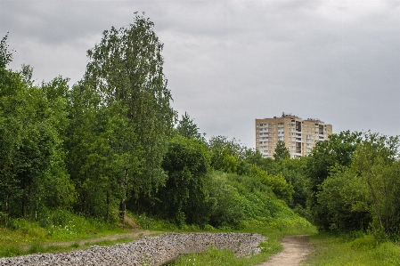 Image natural landscape nature tree Photo