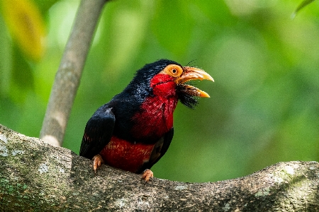 Brown throated sunbird bird Photo