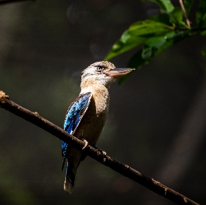 Kookabura
 鳥 嘴 笑うワライカワセミ
 写真