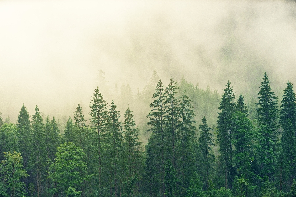 Shortleaf black spruce tree nature fir forest