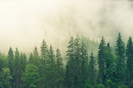 Shortleaf black spruce tree nature fir forest Photo