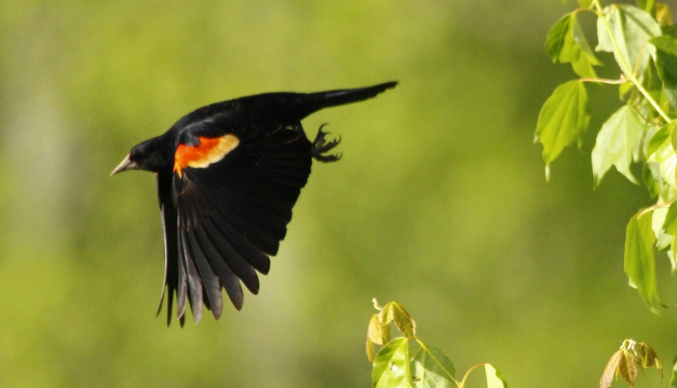 Merle
 oiseau le bec carouge à ailes rouges
