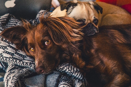 Köpek köpekgiller
 türü
 refakatçi köpek
 Fotoğraf