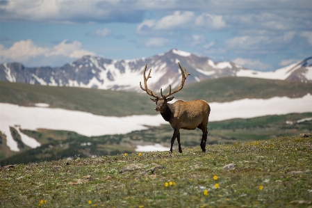 Reindeer elk wildlife deer Photo