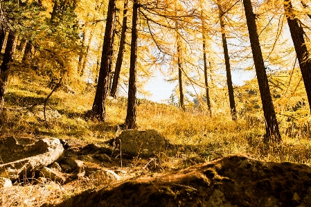 木 自然 自然の風景
 森 写真