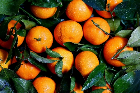 Clementine mandarin orange rangpur tangerine Photo