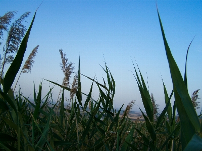 Spikes sky nature artistic Photo