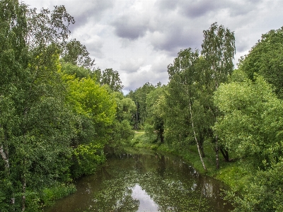 Natural landscape vegetation nature Photo