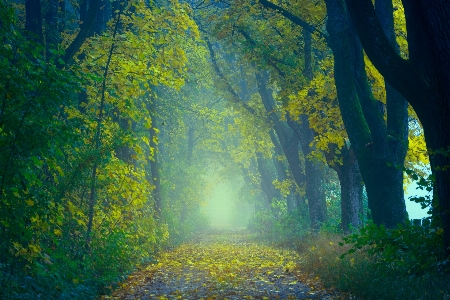 Green natural landscape nature people in Photo