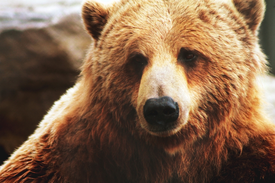 Brązowy niedźwiedź
 ssak kręgowiec
 niedźwiedź grizzly
