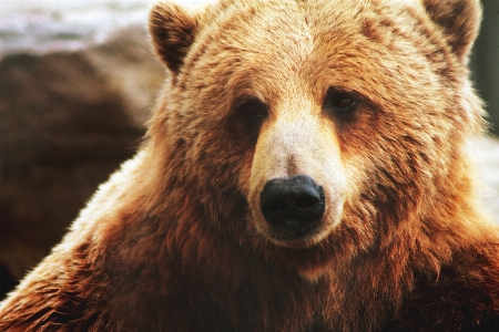 Brown bear mammal vertebrate grizzly Photo