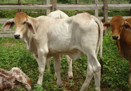 Cows mammal vertebrate bovine Photo