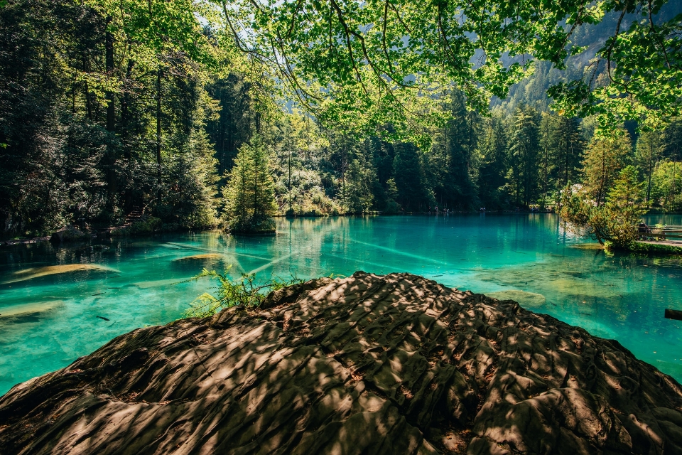 Naturaleza paisaje natural
 agua árbol