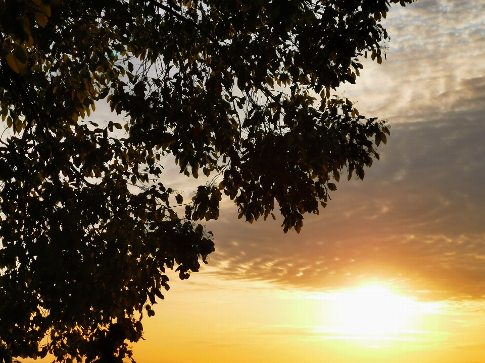 Senja langit pohon alam