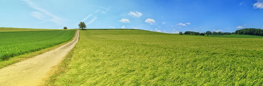 Grassland field natural landscape green Photo