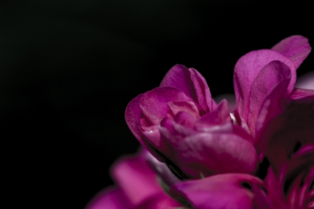 Flower pink beautiful red Photo