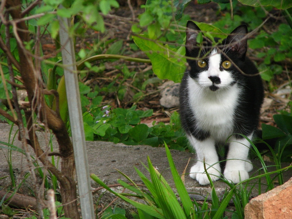 Kedi bahçe çim bakışı
