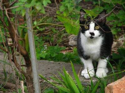 Cat yard lawn look Photo