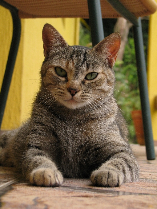 Chat cour pelouse regard de chat
