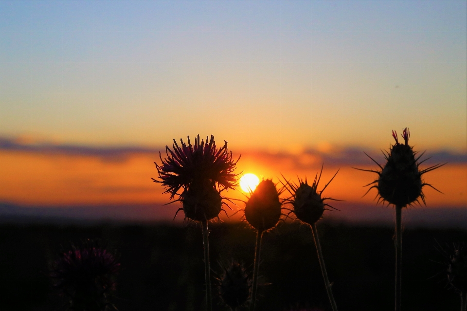 Sunset evening nature redness