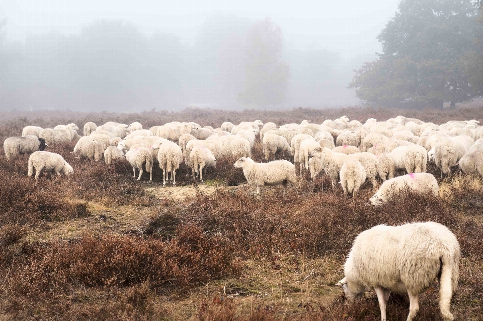 Herde schaf weiden
 atmosphärisches phänomen
