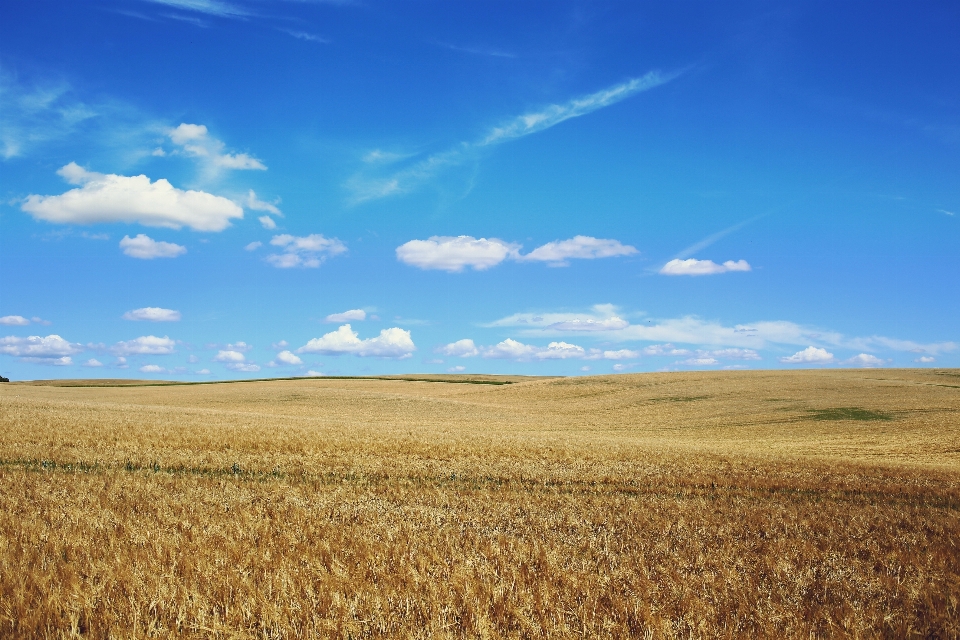 Sky field grassland plain