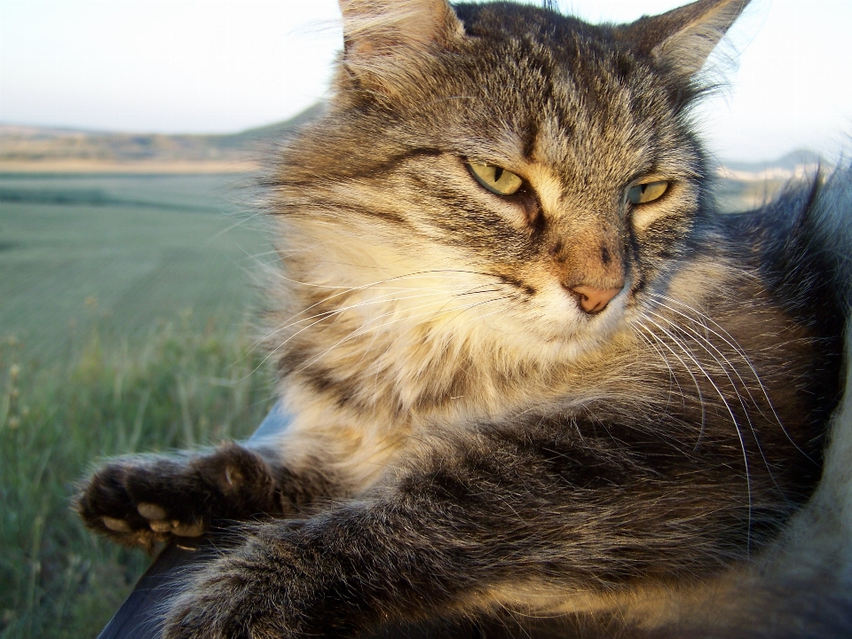 Gato tarjeta naturaleza artístico