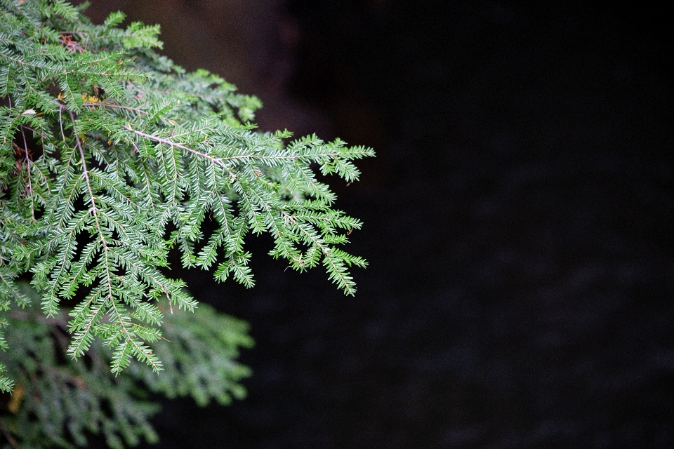 Pohon tanaman daun juniper merah
