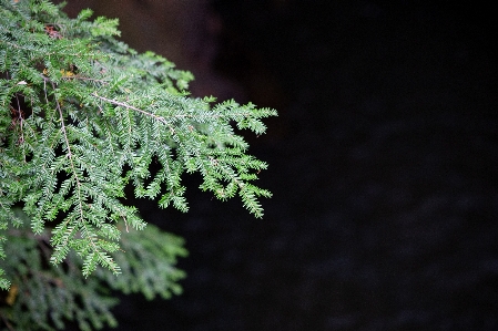 Tree plant leaf red juniper Photo