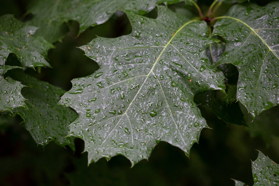 Foglia acqua fiore verde