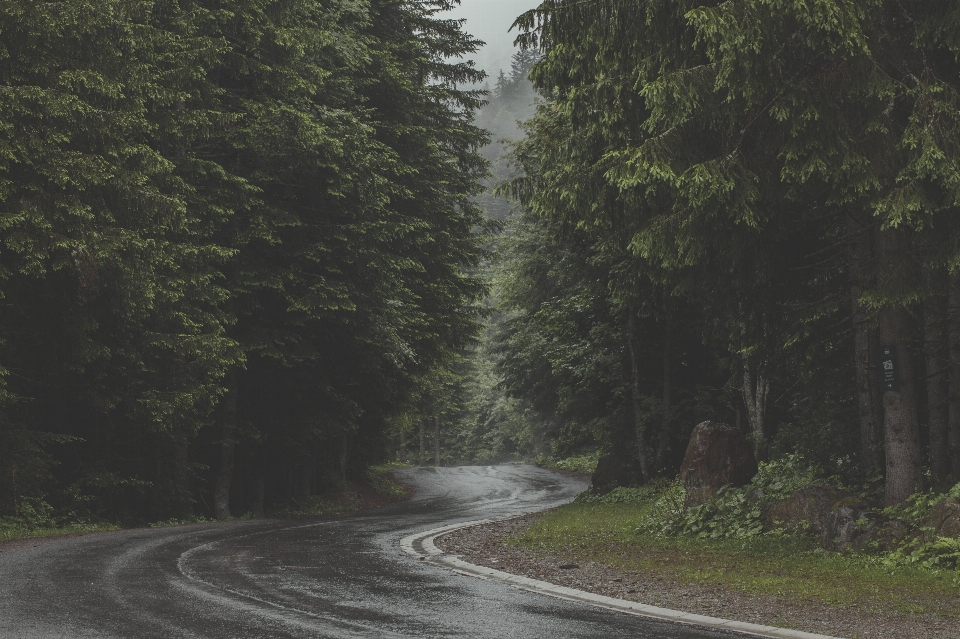 Yol atmosferik fenomen
 ağaç doğal manzara
